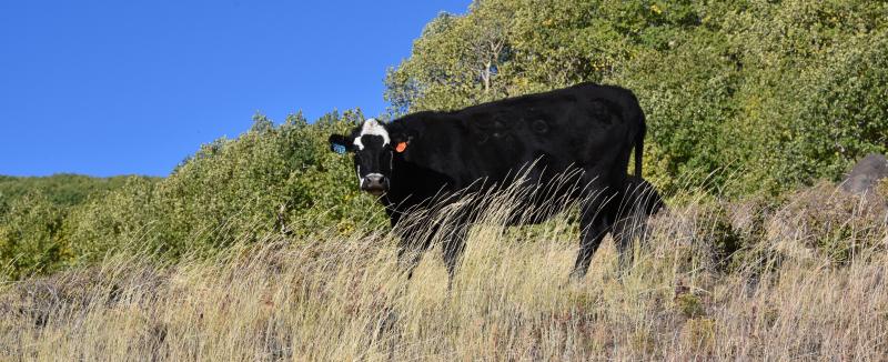 Free-range cattle are everywhere in Dixie National Forest, which covers 2 million acres.