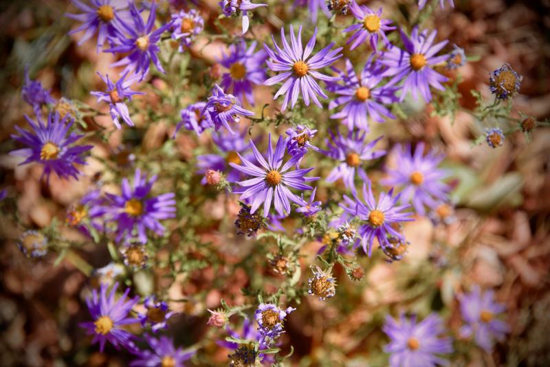 Wild flowers are still in bloom in areas along Route 12.