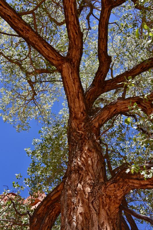 A huge aspen is backlit from the late-afternoon sun.