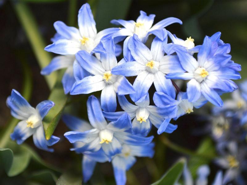 Glory of the snow is resistant to deer and rabbit damage.