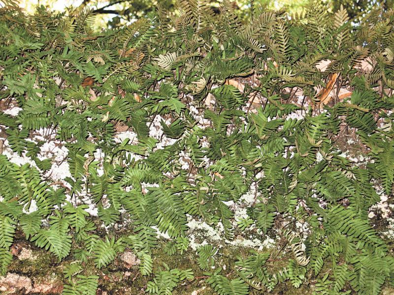 Resurrection ferns are epiphytes, which are plants that grow on top of other plants. Epiphytes are not parasites.