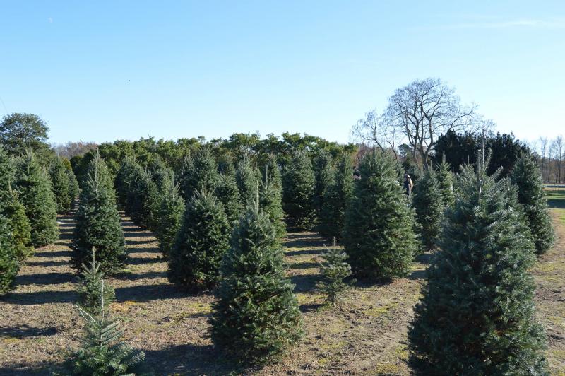 Don’s Tree Farm in Greenwood offers live trees as well as a wide selection of fresh-cut trees, handmade wreaths, swags and more for the holidays. SUBMITTED PHOTOS