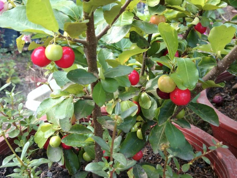 Barbados Cherry trees grow very well in containers as long as you give them a large enough pot for good root development.
SUBMITTED PHOTO