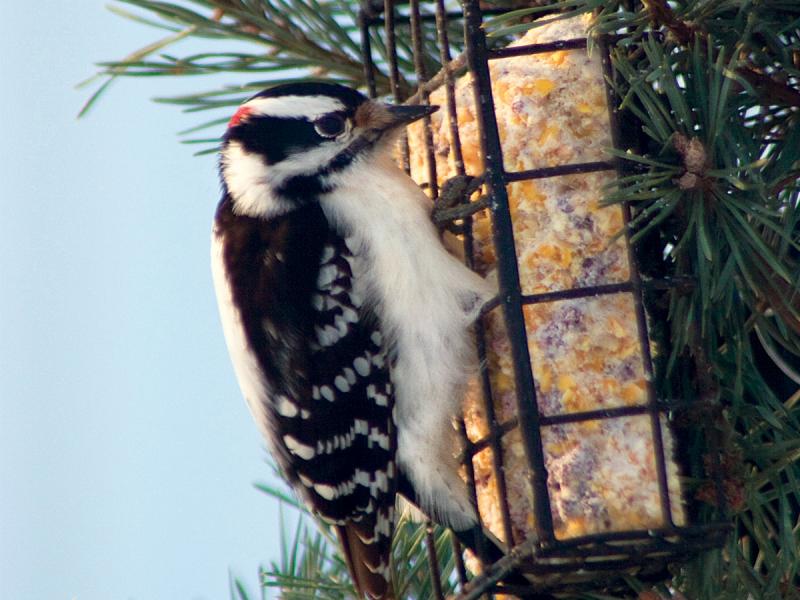 You can use the entire dead Christmas tree to bring life to the garden when you add bird feeders.