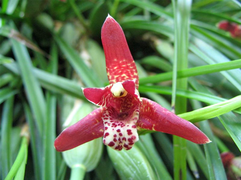 The aptly named Coconut Orchid has an intense tropical coconut aroma.
Wikimedia Commons photo
