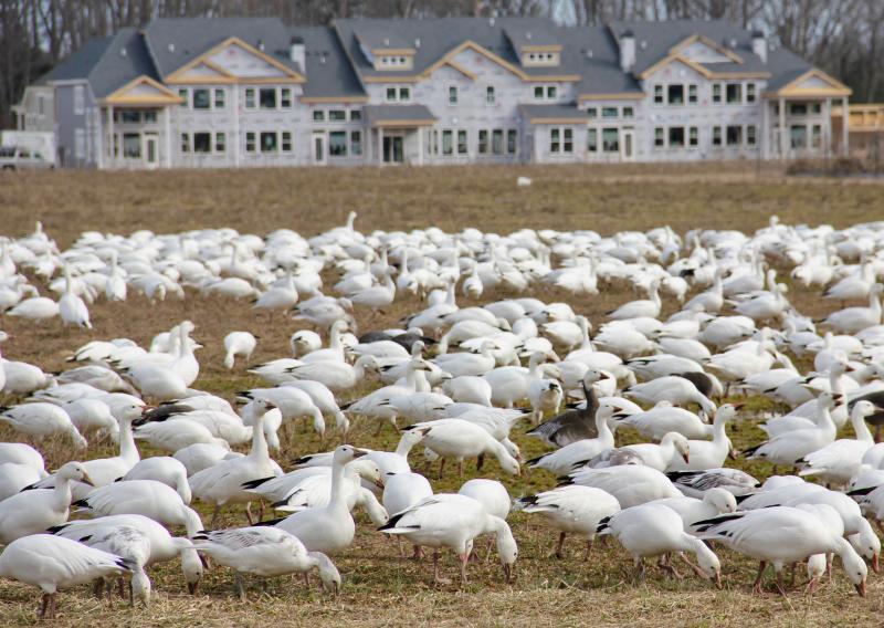 Snow geese feed in a field along Kings Highway in Lewes. The darker geese mixed in are called dark morph snow geese or blue geese – a relatively rare genetic variant of the far more common light morph snow goose. DENNIS FORNEY PHOTO