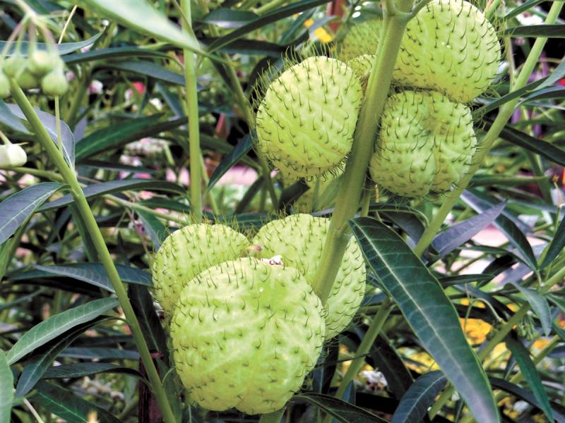 Many plants have nicknames of balloon flowers, but one of the oddest and most beautiful is the Gomphocarpus physocarpus.