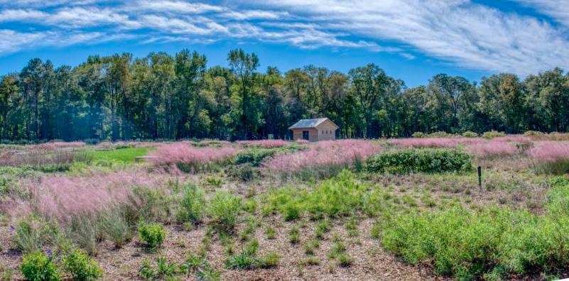 Pink muhly grasses grow in Delaware Botanic Gardens’ Piet Oudolf Meadow Garden. FILE PHOTO