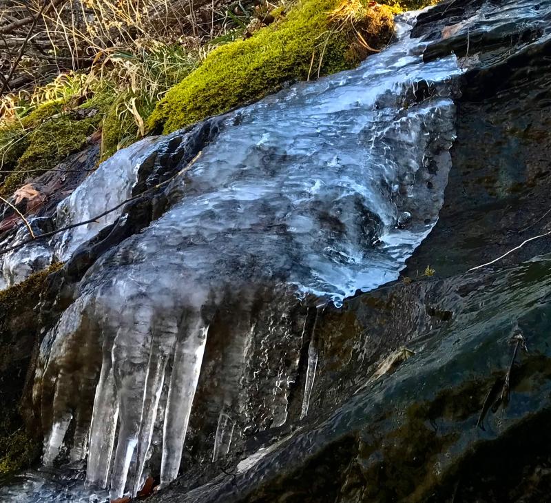 Along the Appalachian Trail near Humpback Rocks and Staunton, Virginia, last weekend. Winter meeting spring. The ridge trail devoid of wildlife other than one crow and one buzzard. Here along the coast, we are blessed with an amazing array. DENNIS FORNEY PHOTO
