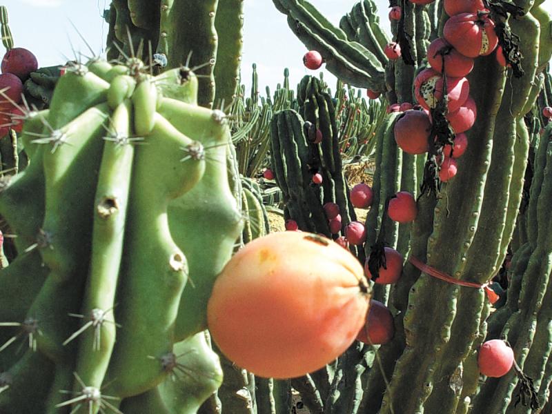 The flowers of the cactus give way to violet-red to yellow thornless fruits with crunchy white flesh and edible seeds.
