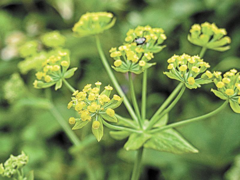 The oddly named Bupleurum flower also dries into a long lasting everlasting flower.