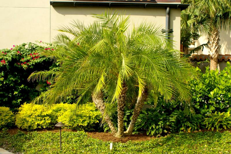 Pygmy date palms can be planted three to a pot so they have the look of a single tree with many limbs.
FILE PHOTO
