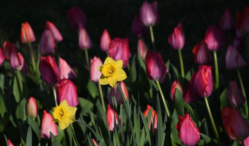 The early-morning sun lights up spring flowers near downtown Lewes.