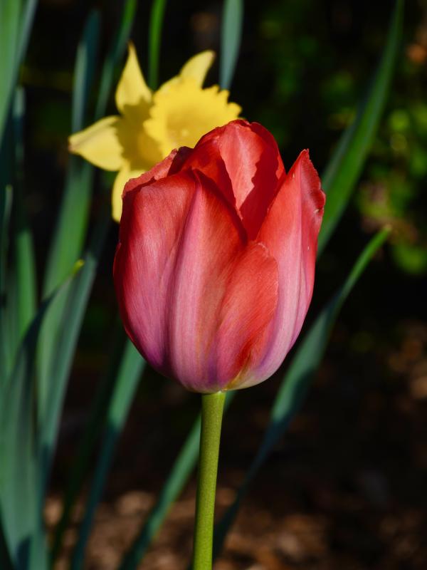 Tulips are a reminder of Lewes’ tie to Holland, a country famous for its tulips. The Dutch first settled Lewes, calling it Zwaanendael, or Swan Valley, in June 1631.