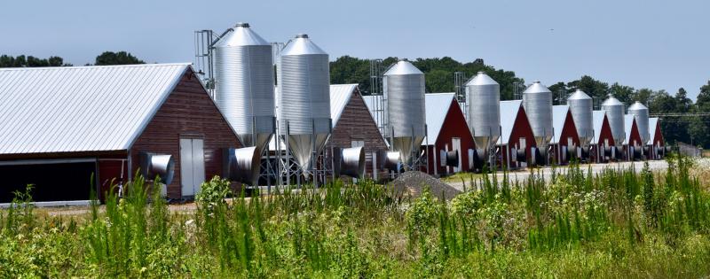 The poultry industry plays a critical role in feeding citizens and supplying an abundant, healthy source of protein.