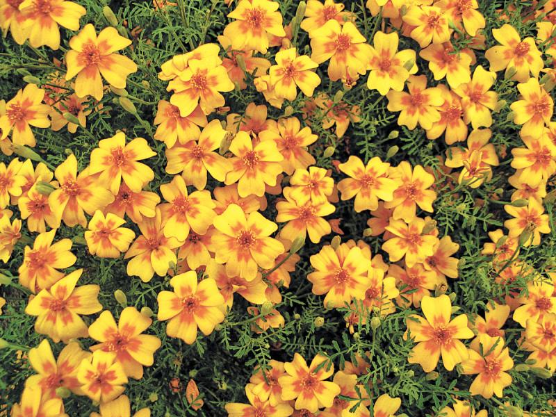 Gem marigolds grow quickly and soon form dense mounds covered with flowers.