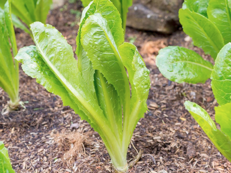 Keep Romaine lettuce well watered, especially during dry spells.