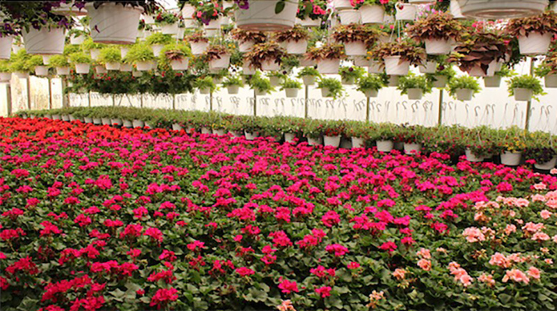 Supplied by Jeff’s Greenhouses, geraniums may be purchased in six-inch pots or 10-inch hanging baskets. SUBMITTED PHOTOS