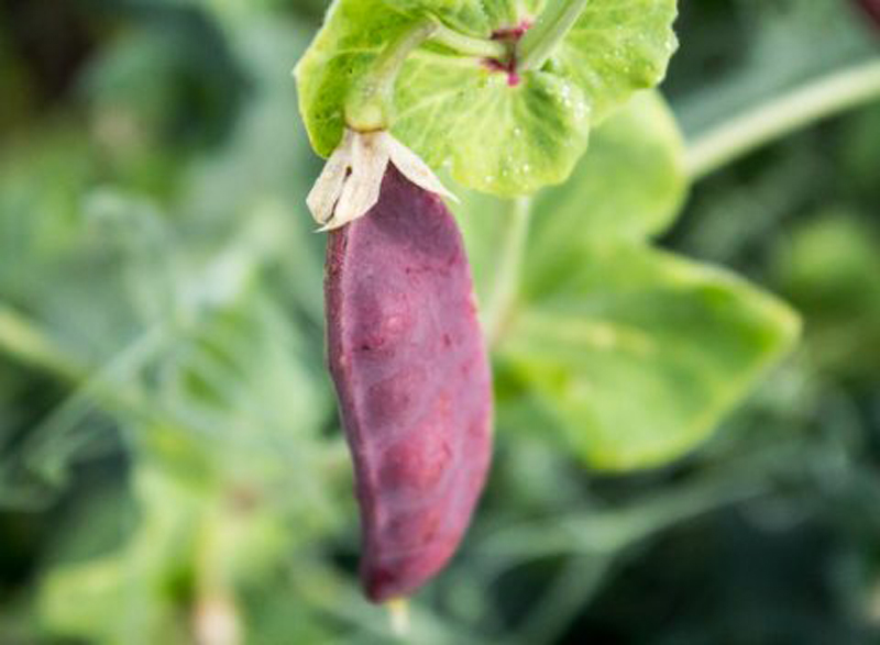 Plant King Tut peas and you will have stunningly beautiful two-toned flowers followed by purple podded peas you can either eat fresh or let dry for soups.