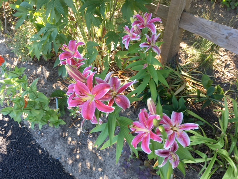 Lilies blossom in the garden of a prior Lewes in Bloom Beauty Spot Award recipient. FILE PHOTO