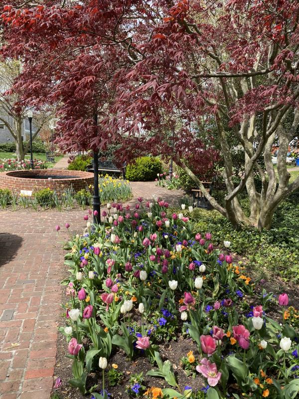 Zwaanendael Park is blooming. DENY HOWETH PHOTO