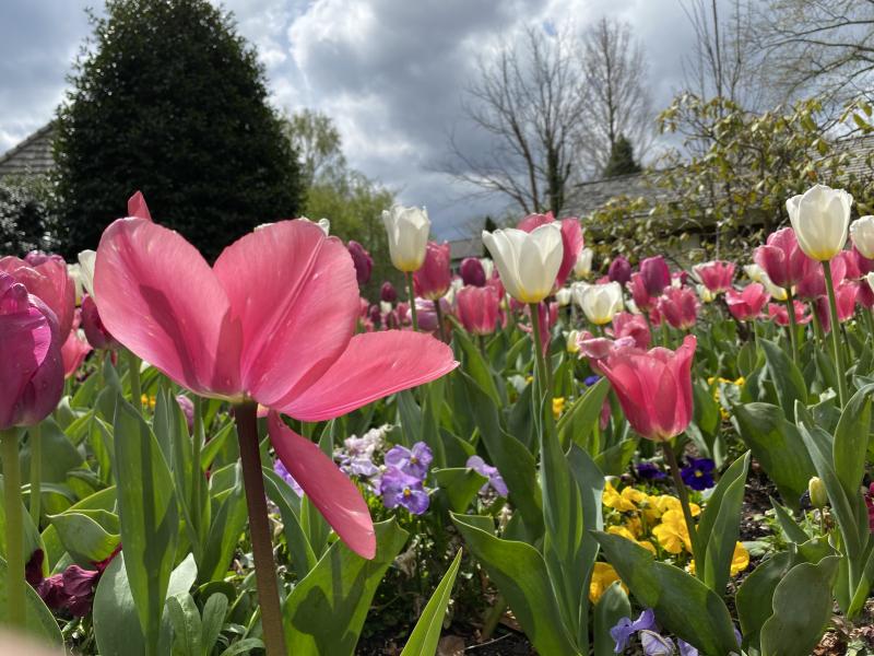 Tulips in Zwaanendael Park are open to the sun. DENY HOWETH PHOTO
