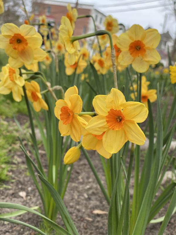 Daffodils add color to the beds in Lewes. DENY HOWETH PHOTO
