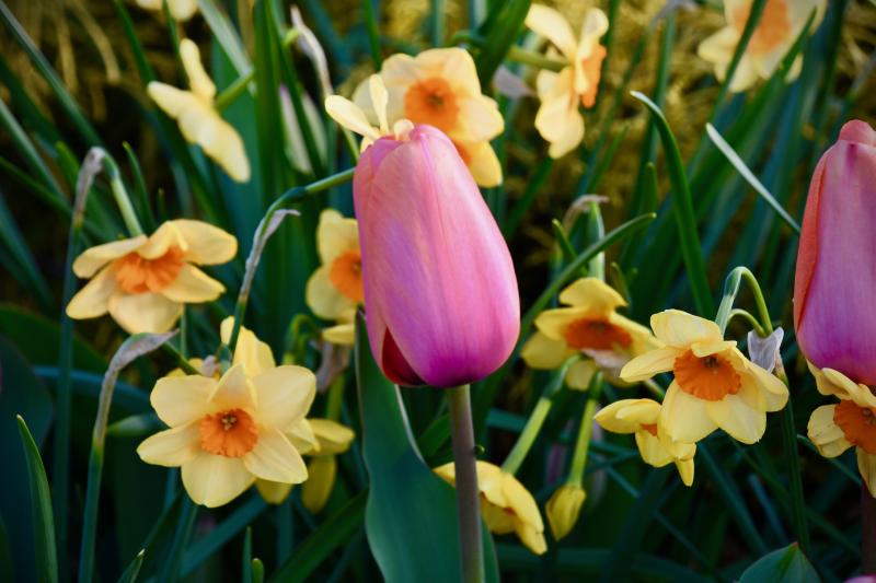 Daffodils and tulips are a perfect mix for the spring season. RON MACARTHUR PHOTO