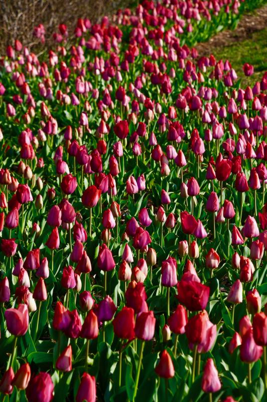 Schell Brothers sponsors a Lewes in Bloom tulip bed along Kings Highway. RON MACARTHUR PHOTO
