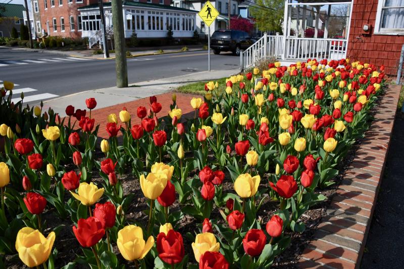 And when the sun comes out, the Lewes in Bloom flower box at the Lewes Fire Department lights up with vibrant red and yellow tulips. RON MACARTHUR PHOTO