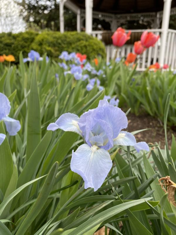 A purple iris adds color to a tulip bed. DENY HOWETH PHOTO