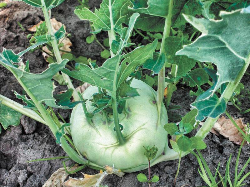 Kohlrabi has a sweet taste often described as a blend of a turnip and water chestnut.