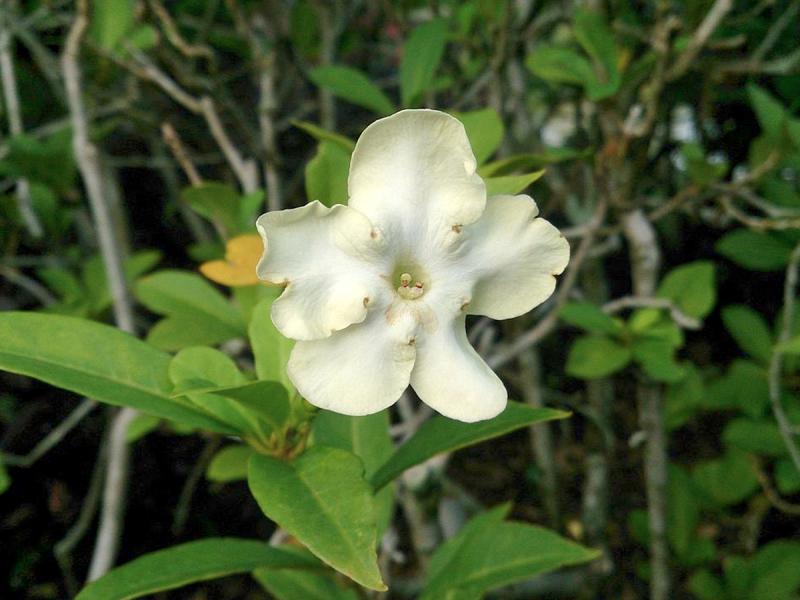 When fully open, the clusters of ruffled blooms contrast nicely with the dense green leaves.