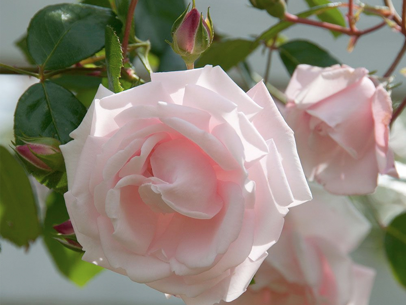 New Dawn climbing roses can grow up to 18 feet, and are often trained to grow up tree trunks.