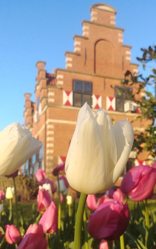 Zwaanendael Museum is number 8 on the 11th Annual Lewes Tulip Celebration Tiptoe to the Tulips Map, which can be downloaded on the @Zwaanendael Facebook page. KRISTIN AQUARIANN