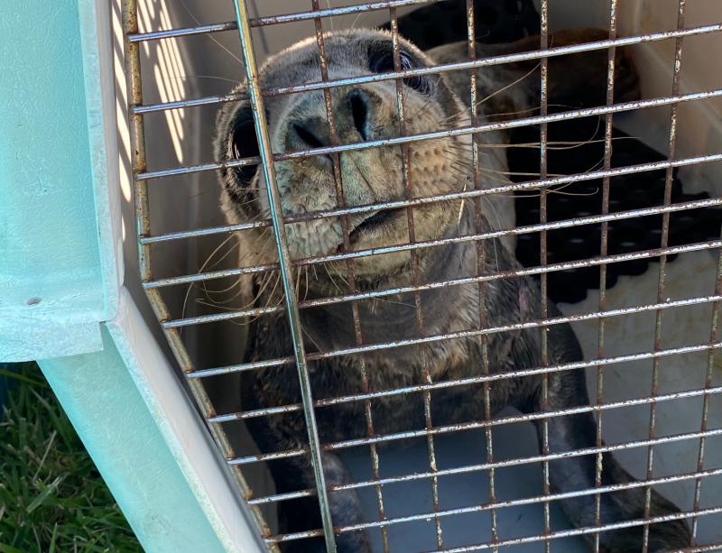 This gray seal pup, named Haven by his rescuers, was found May 12 entangled in gill netting on the beach at the Point in Cape Henlopen State Park. SUBMITTED PHOTOS