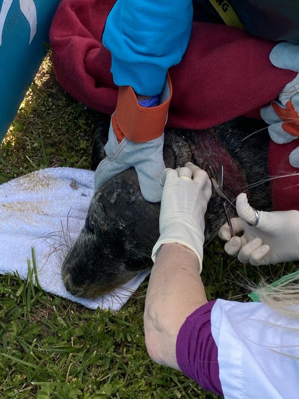 Rescuers from the Marine Education, Research and Rehabilitation Institute in Lewes work to free the young seal from the fishing net that was cutting into his neck.
