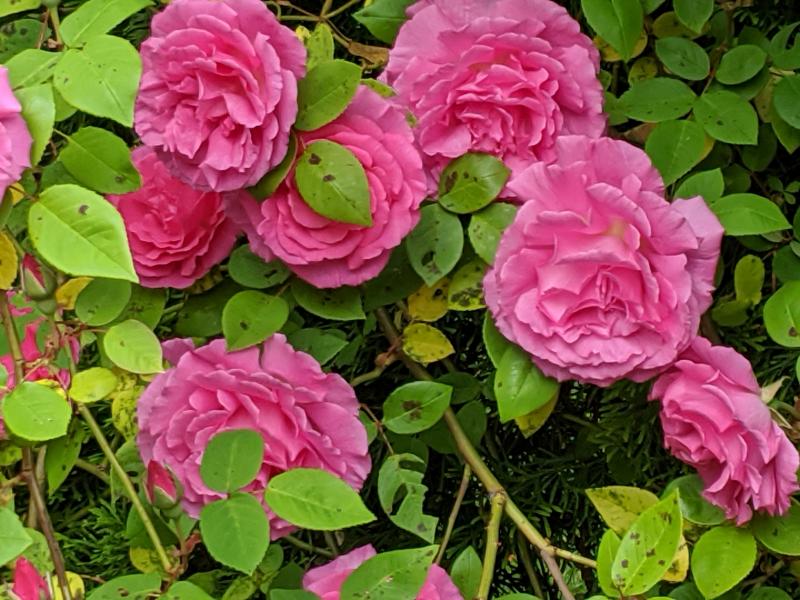 Rosa Zephirine Drouhan at Mill Pond Garden. SUBMITTED PHOTOS
