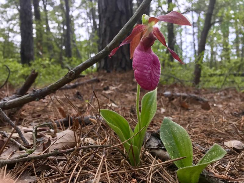 A Lady Slipper orchid in all its glory in the sandy pines of Cape Henlopen State Park. DENNIS FORNEY PHOTOS
