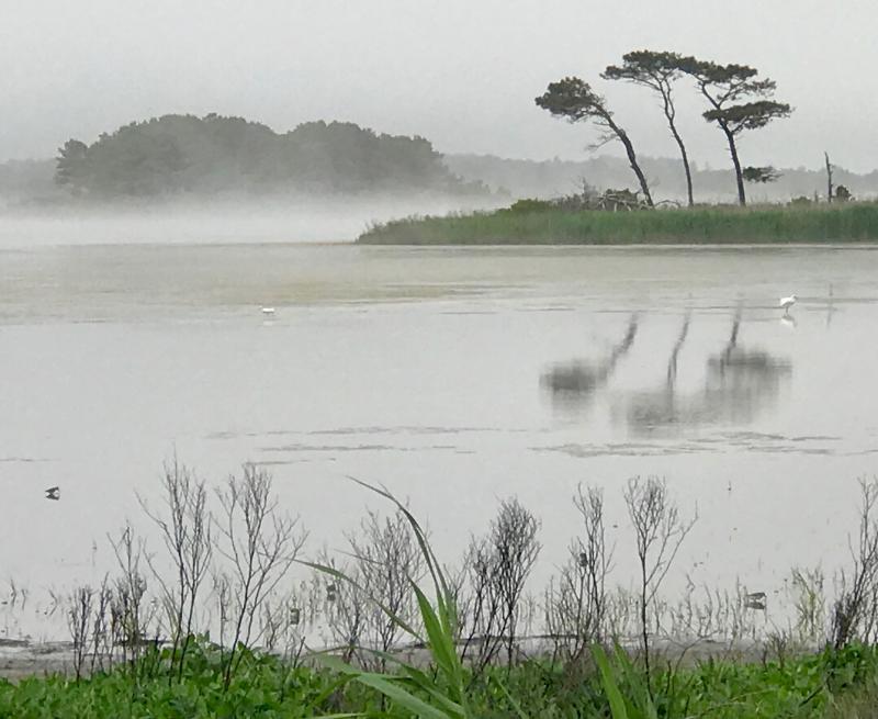 Permanently shaped by winds coming off the ocean, these trees in Cape Henlopen State Park’s Gordons Pond area testify to the reliable direction and strength of our northeasterly storms. DENNIS FORNEY PHOTO