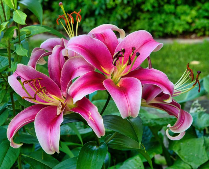 Stargazer lily at Mill Pond Garden. SUBMITTED PHOTOS