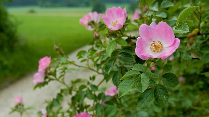 Rosa canina is a tall climbing rose, easily reaching eight feet or more.