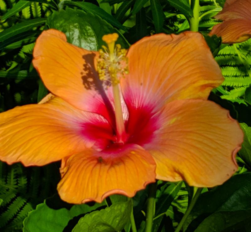 Tropical hibiscus rosa-sinensis at Mill Pond Garden. SUBMITTED PHOTOS