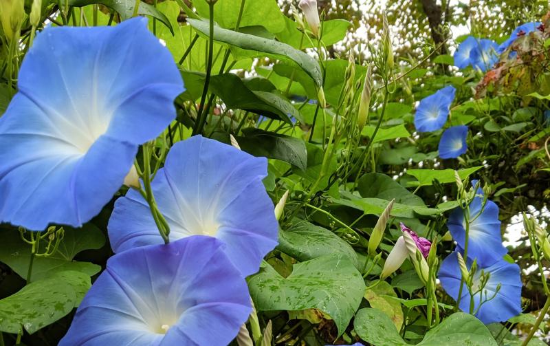 Morning Glory Heavenly Blue at Mill Pond Garden. SUBMITTED PHOTOS