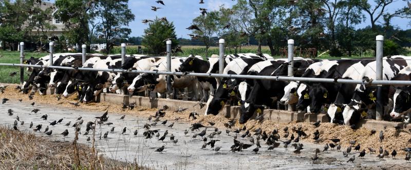 It’s midday feeding time for a few of the Hopkins’ Holsteins. The farm is home to 1,000 cows, with 500 getting milked three times a day.