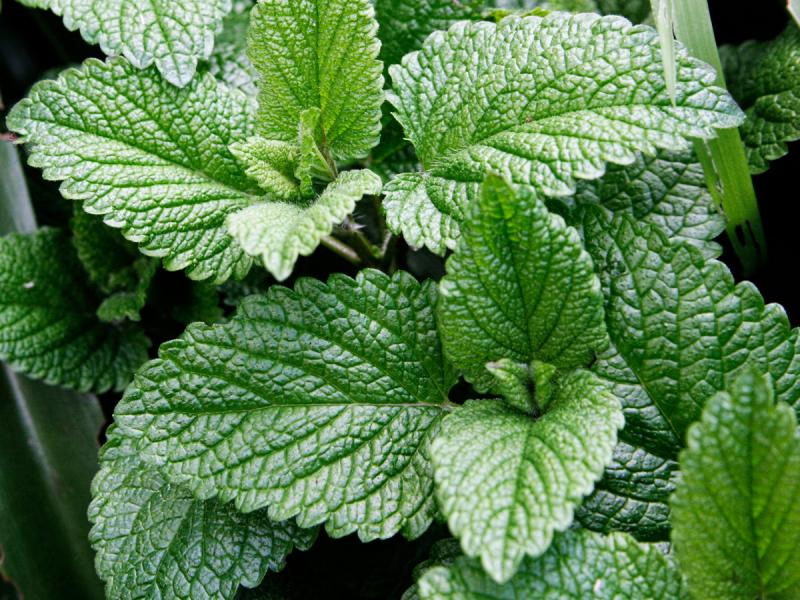 This is a good time to root cuttings of herbs such as mint, sage and rosemary.
