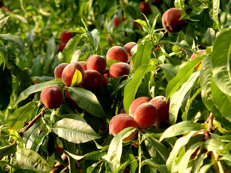 Your seed-grown peach, cherry or apricot trees will usually bear fruit three to five years after planting.