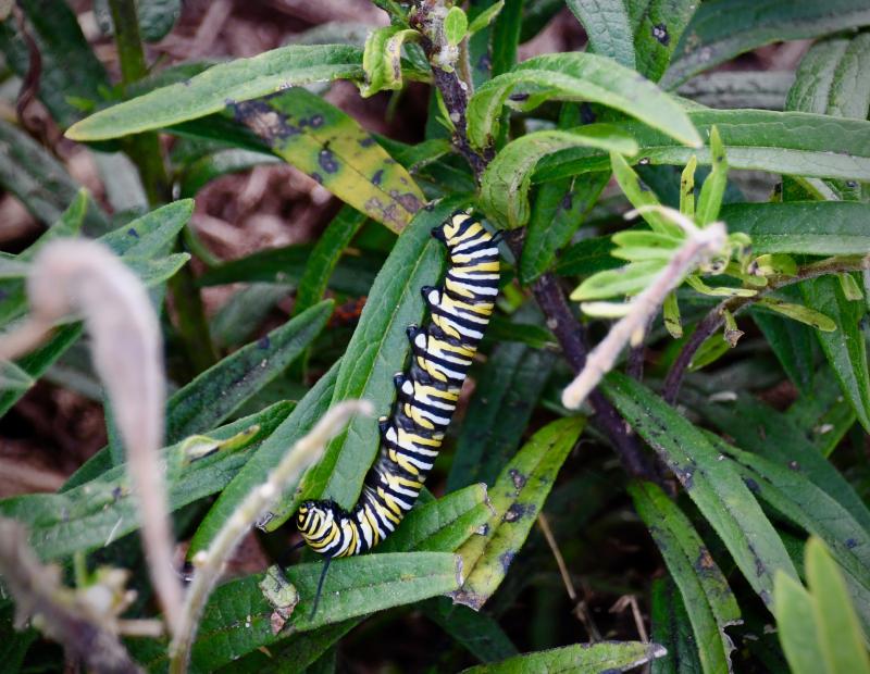 Caterpillars have been busy eating milkweed plants before they enter the chrysalis stage to begin their transformation into monarch butterflies.