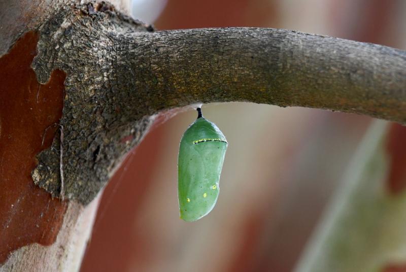 It won’t be long before a monarch butterfly emerges from this chrysalis on a tree branch in the butterfly garden. RON MACARTHUR PHOTOS