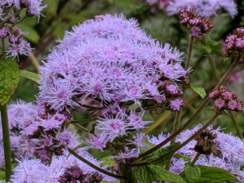 Native mist flower at Mill Pond Garden, Lewes. SUBMITTED PHOTOS
